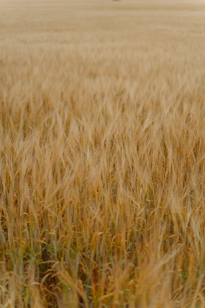 A serene view of a golden wheat field under clear skies.