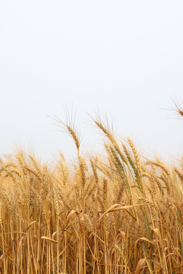our-story A serene wheat field in Pabna, Bangladesh captured under a clear sky, showcasing the beauty of agriculture.