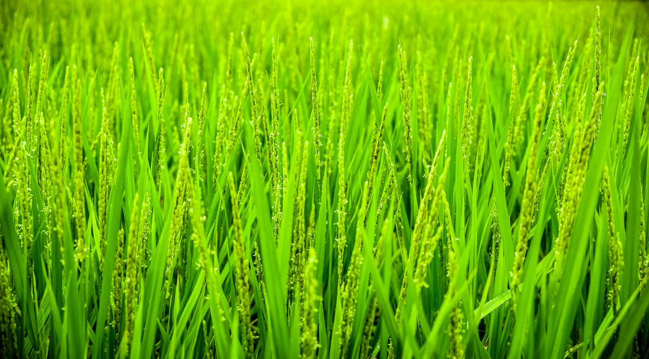 Vibrant green rice plants in a lush field, showcasing growth and natural beauty.